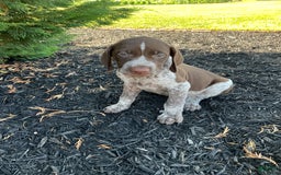 German Shorthaired Pointer dogs for sale: Kyler - Image 5