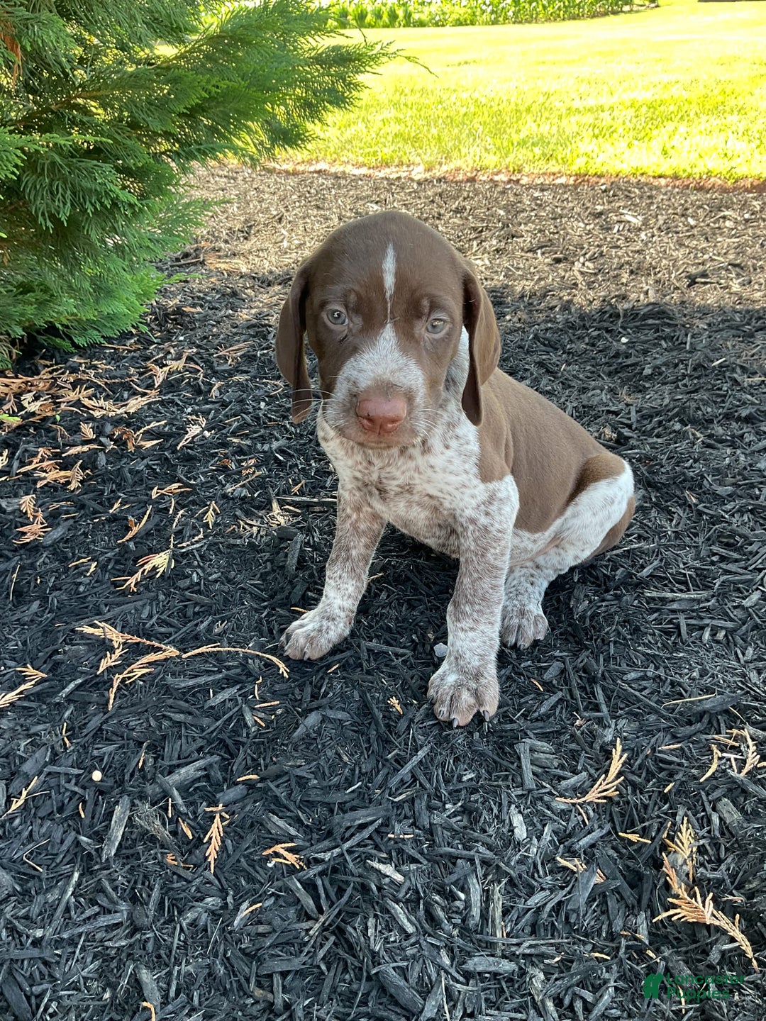 German Shorthaired Pointer dogs for sale: Kyler - Image 5