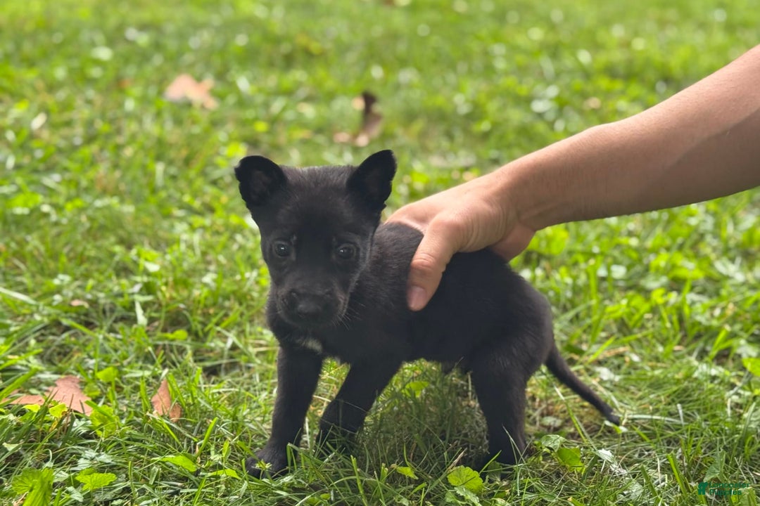 Belgian Malinois dogs for sale: Akc Certified Male 5 - Image 2