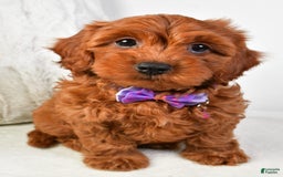Cavapoo dogs for sale: Viola - Image 4