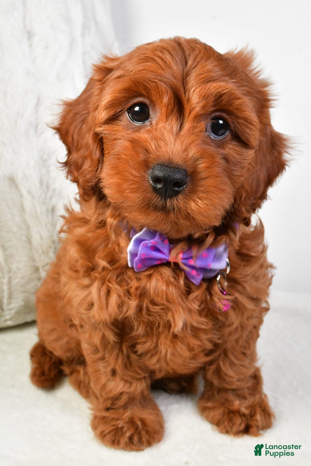 Cavapoo dogs for sale: Viola - Image 4