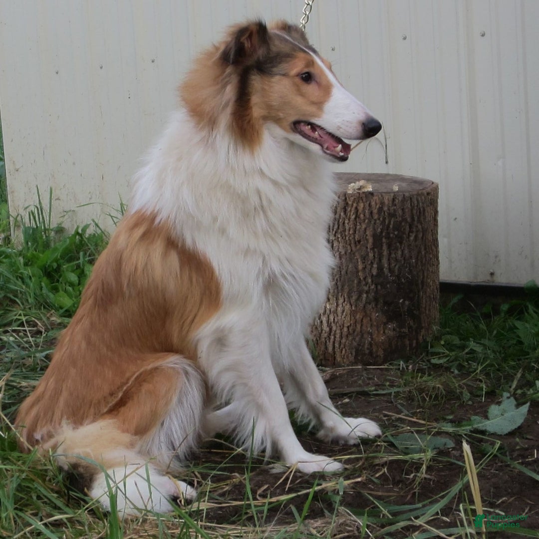 Collie dogs for sale: Archie - Image 5