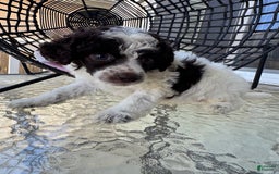 Miniature Poodle dogs for sale: Captain America - Image 3