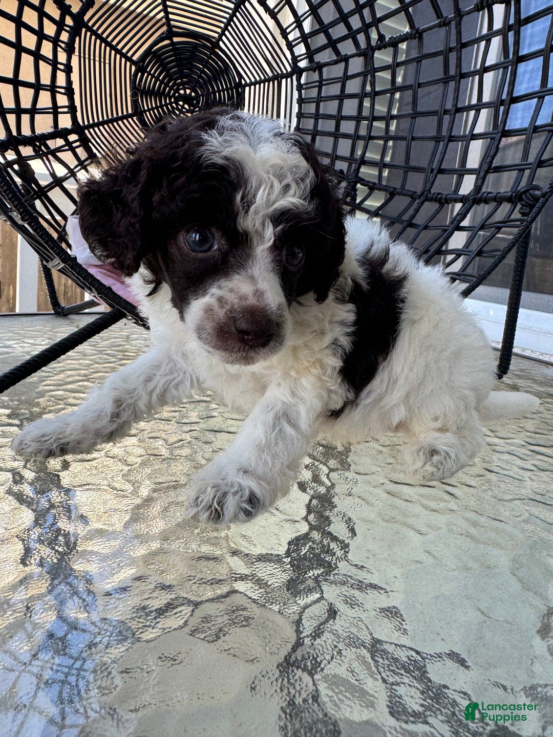 Miniature Poodle dogs for sale: Captain America - Image 3