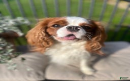 Cavalier King Charles Spaniel dogs for sale: Lincoln - Image 7