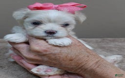 Maltese dogs for sale: Tinker - Image 16
