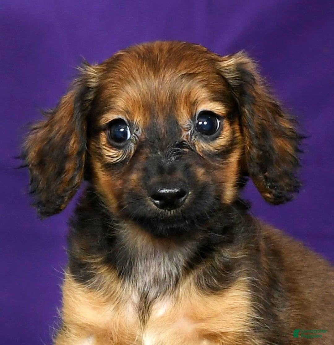 Miniature Dachshund dogs for sale: Dixie - Image 1
