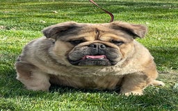 English Bulldog dogs for sale: Fluffy the Bear - Image 2