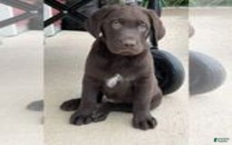 Labrador Retriever dogs for sale: Labrador Retriever - Image 5