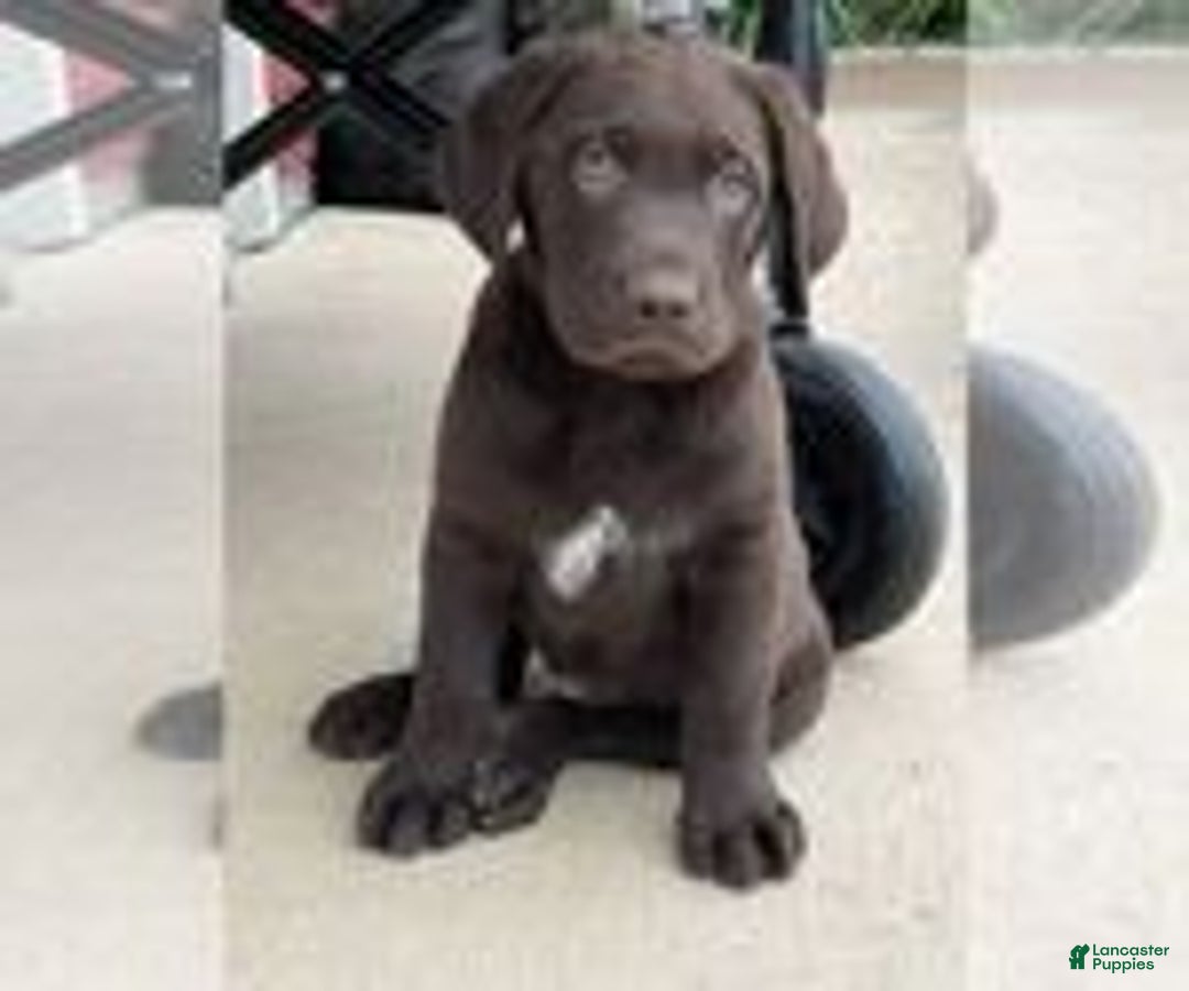 Labrador Retriever dogs for sale: Labrador Retriever - Image 5