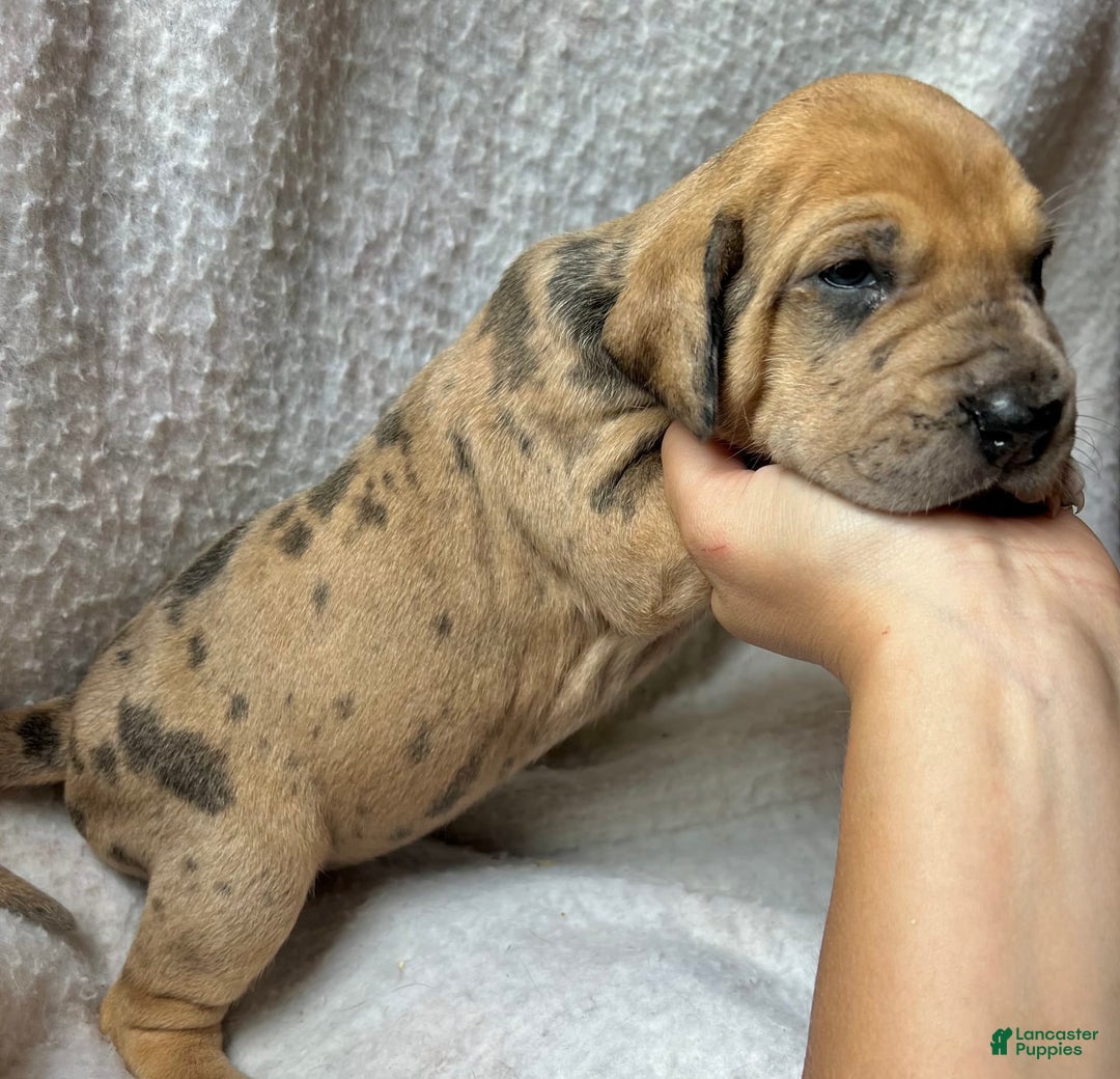 Great Dane dogs for sale: Schweppes - Image 3