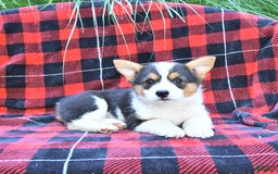 Welsh Corgi Pembroke dogs for sale: Mercy - Image 2