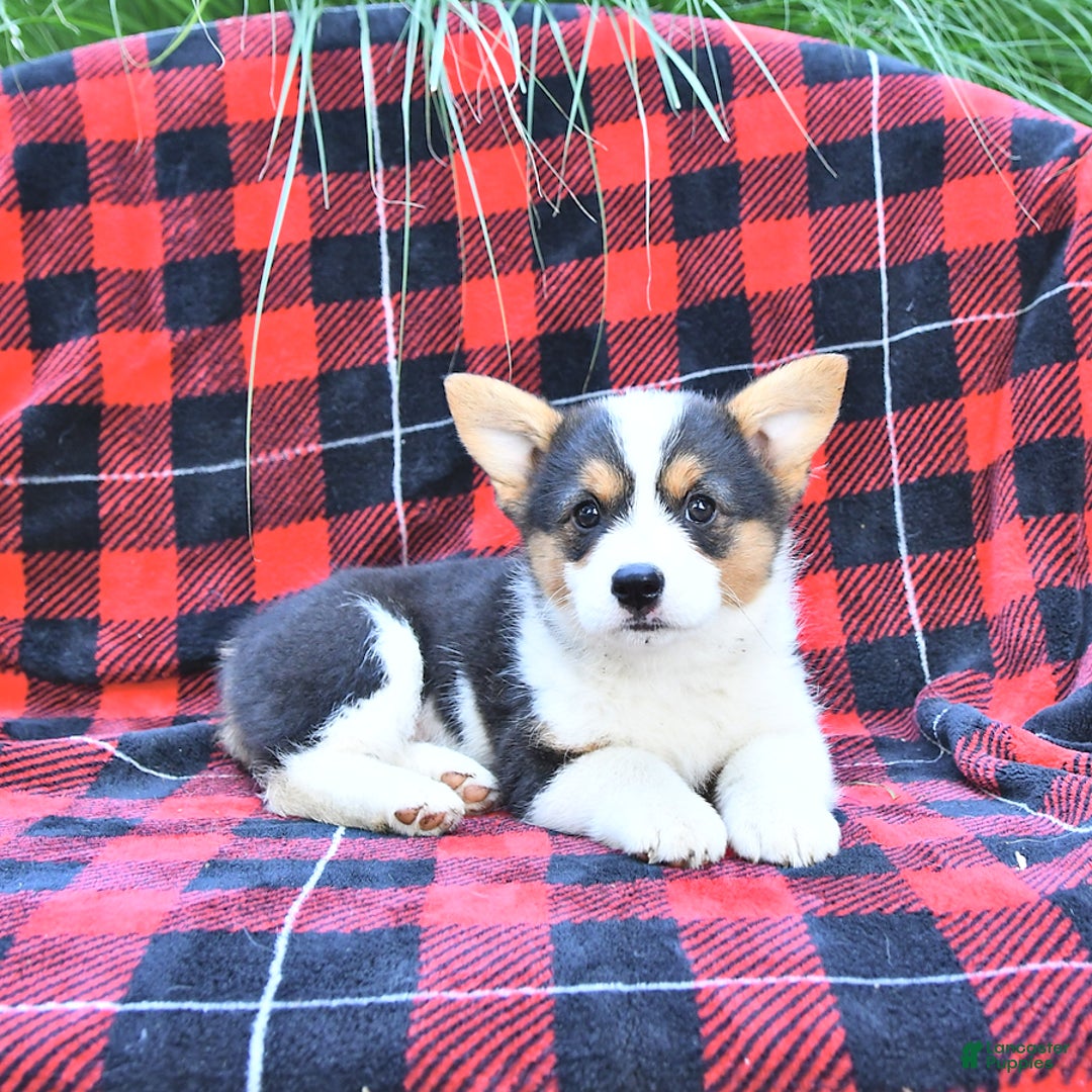 Welsh Corgi Pembroke dogs for sale: Mercy - Image 2