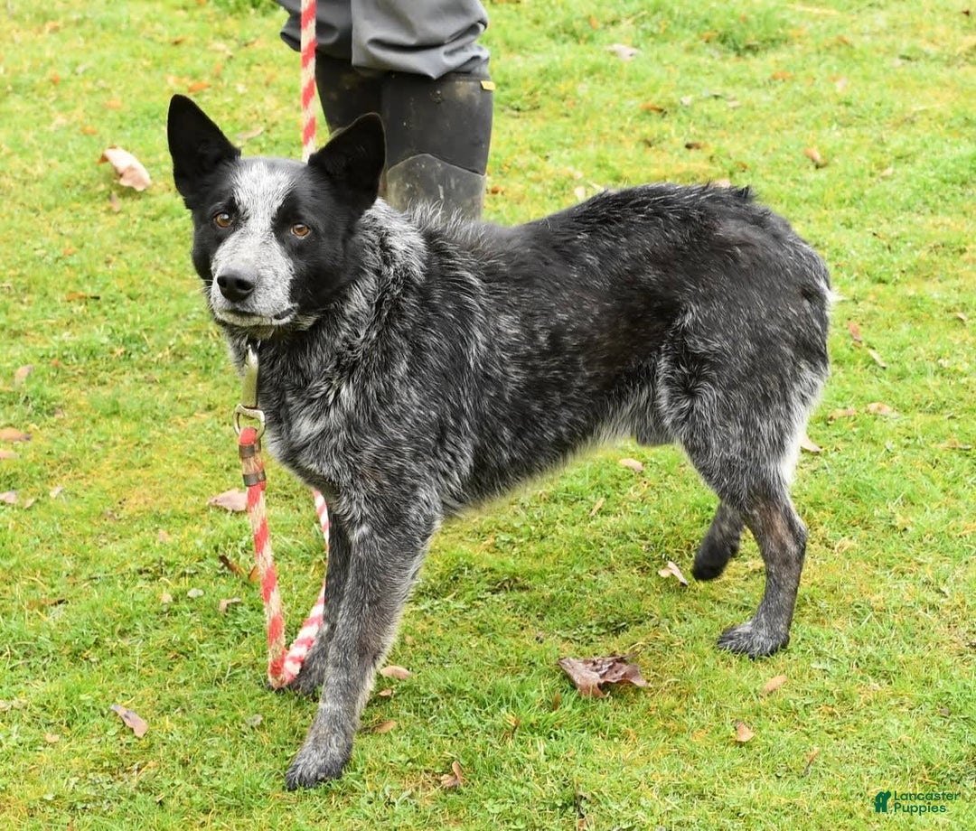 Australian Cattle Dog dogs for sale: Mike - Image 11