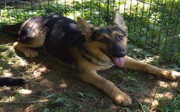 German Shepherd dogs for sale: Heidi - Image 19
