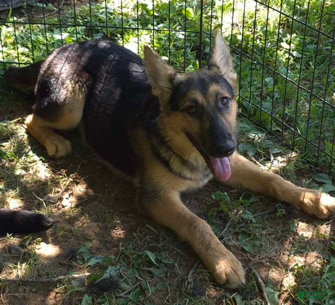 German Shepherd dogs for sale: Heidi - Image 19