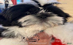 Shih Tzu dogs for sale: Spice - Image 3