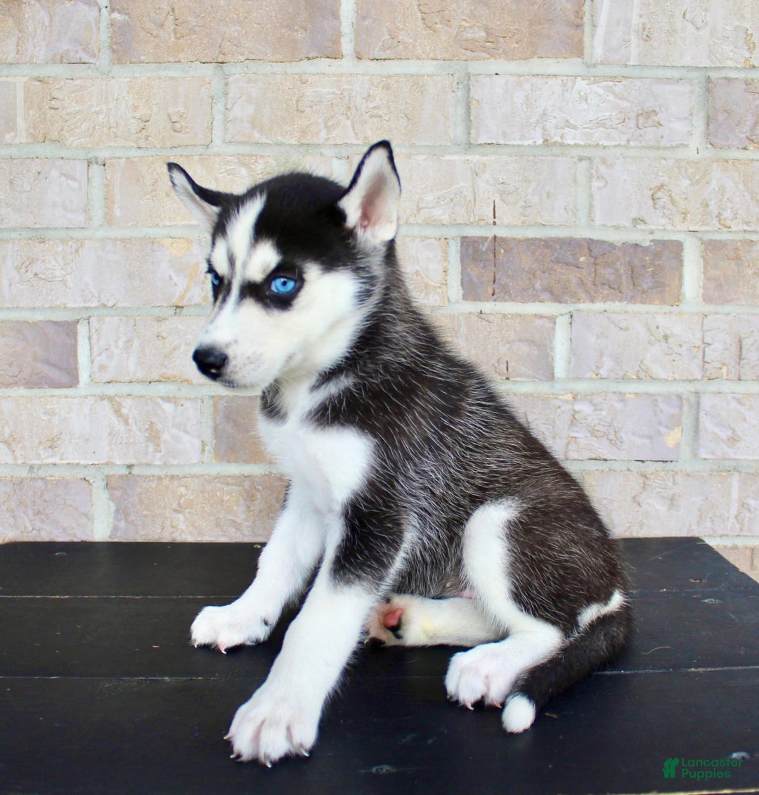 Siberian Husky dogs for sale: Atta - Image 6