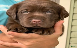 Labrador Retriever dogs for sale: Gunner - Image 1