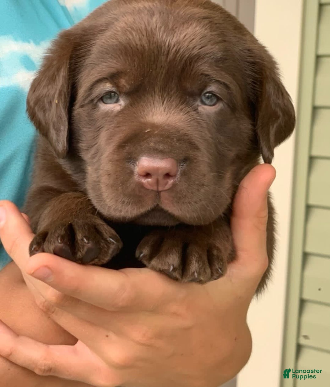 Labrador Retriever dogs for sale: Gunner - Image 1