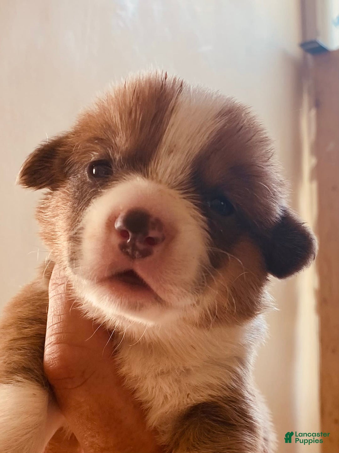 Welsh Corgi Pembroke dogs for sale: Red Boy - Image 17
