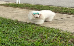 Miniature Poodle dogs for sale: Puppy Four - Image 2