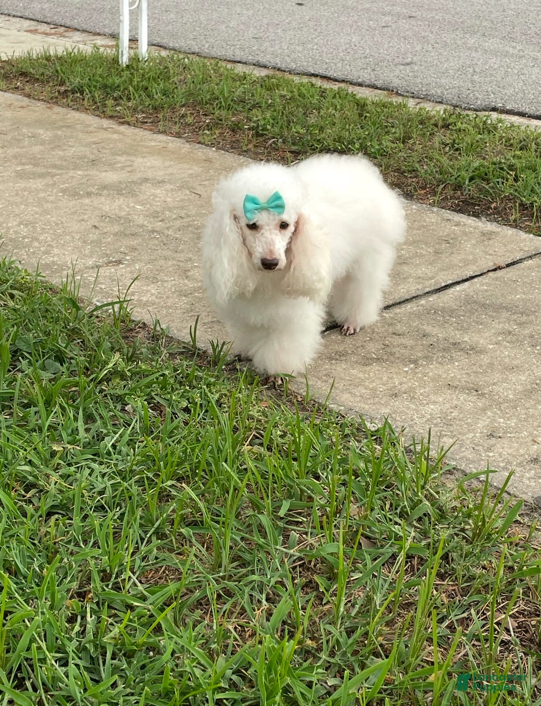 Miniature Poodle dogs for sale: Puppy Four - Image 2