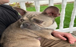 French Bulldog dogs for sale: Chase - Image 4