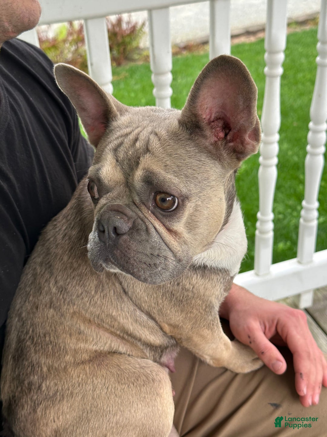 French Bulldog dogs for sale: Chase - Image 4