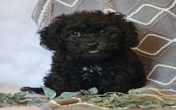 Cockapoo dogs for sale: Royal - Image 1