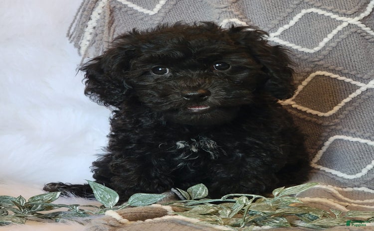 Cockapoo dogs for sale - Ad 5