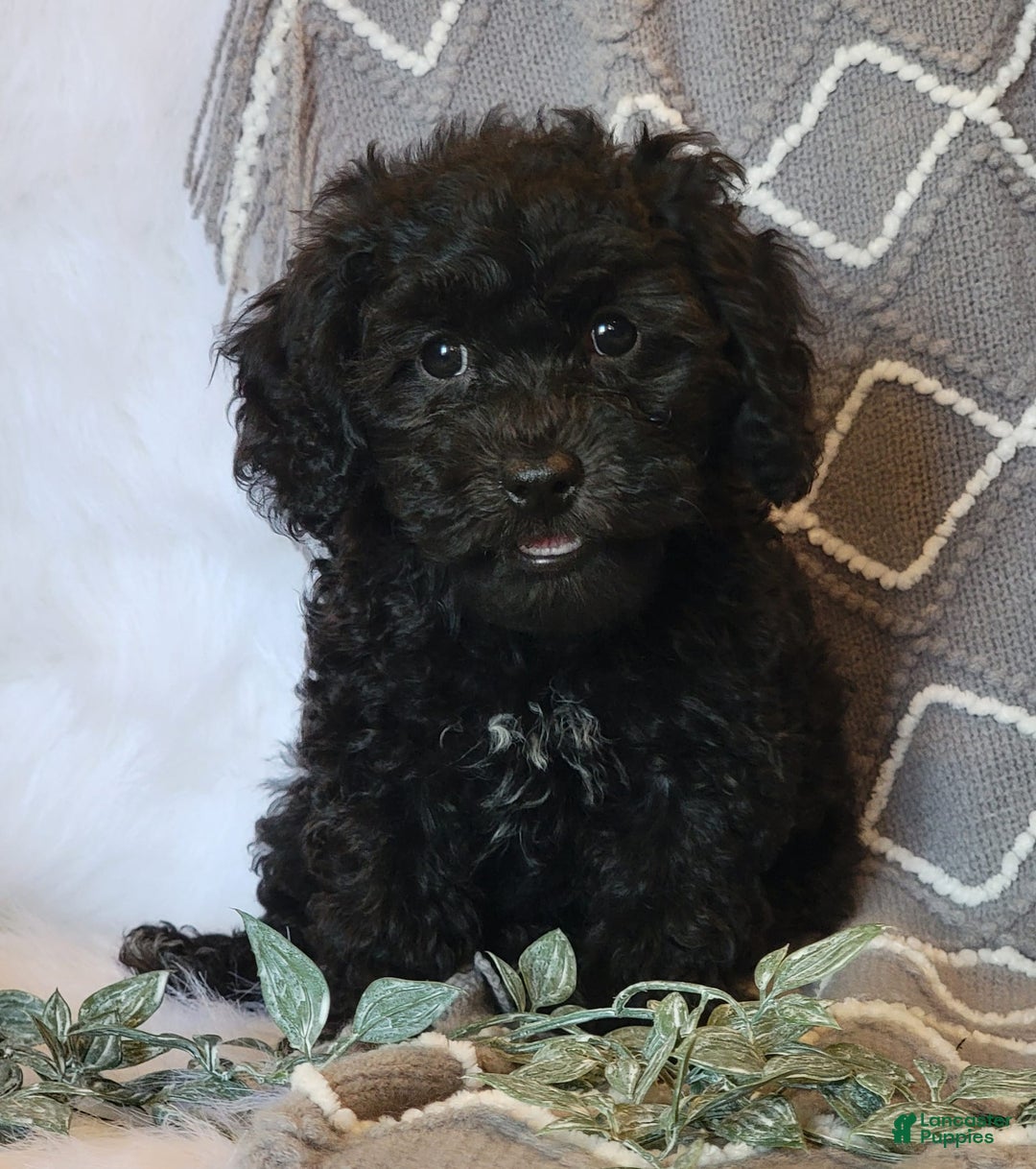 Cockapoo dogs for sale: Royal - Image 1