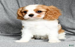 Cavalier King Charles Spaniel dogs for sale: Lance - Image 4