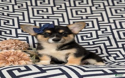 Welsh Corgi Pembroke dogs for sale: Kandis - Image 2