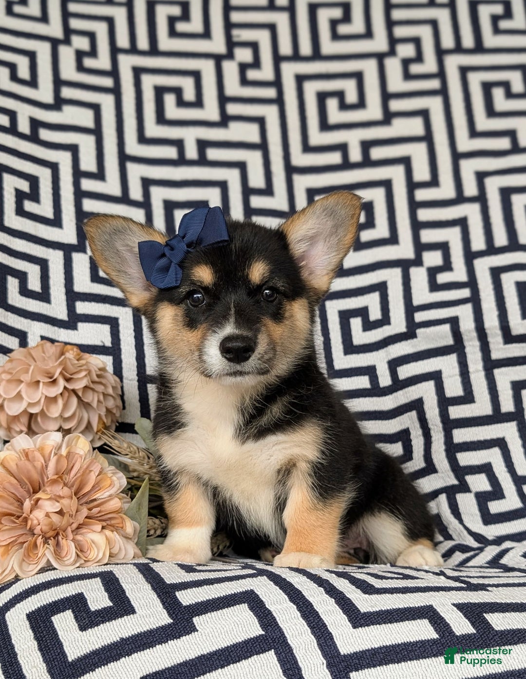 Welsh Corgi Pembroke dogs for sale: Kandis - Image 2