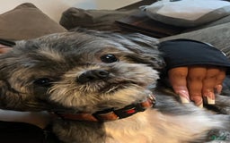 Shih Tzu dogs for sale: Brownie - Image 7