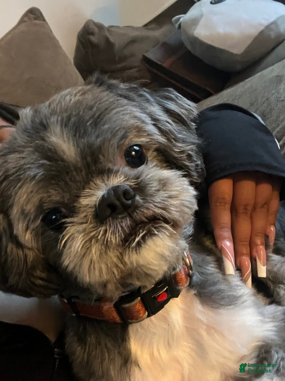 Shih Tzu dogs for sale: Brownie - Image 7