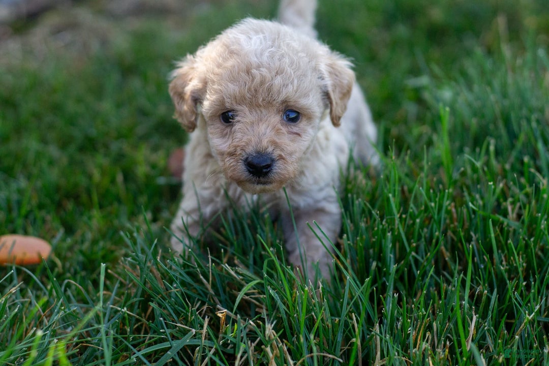 Miniature Poodle dogs for sale: Buddy - Image 9