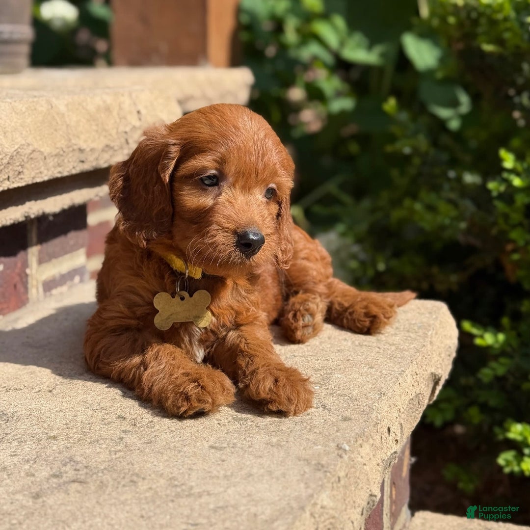 Goldendoodle dogs for sale: Milo - Image 3