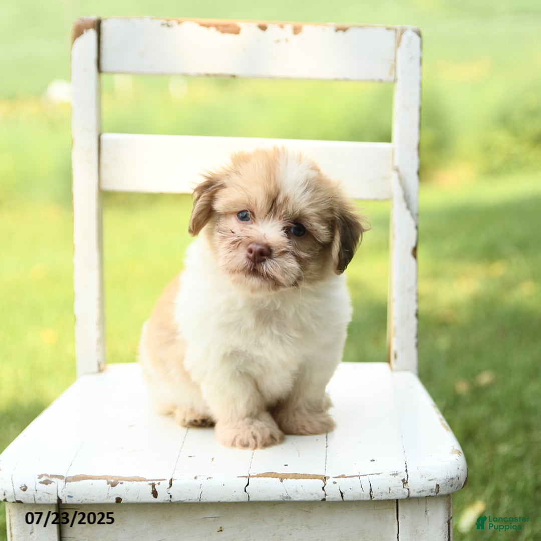 Havanese dogs for sale: Barney - Image 2