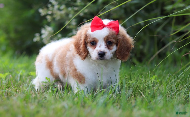 Cavapoo dogs for sale - Ad 2