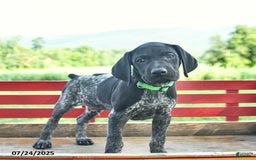 German Shorthaired Pointer dogs for sale: Hunter - Image 2