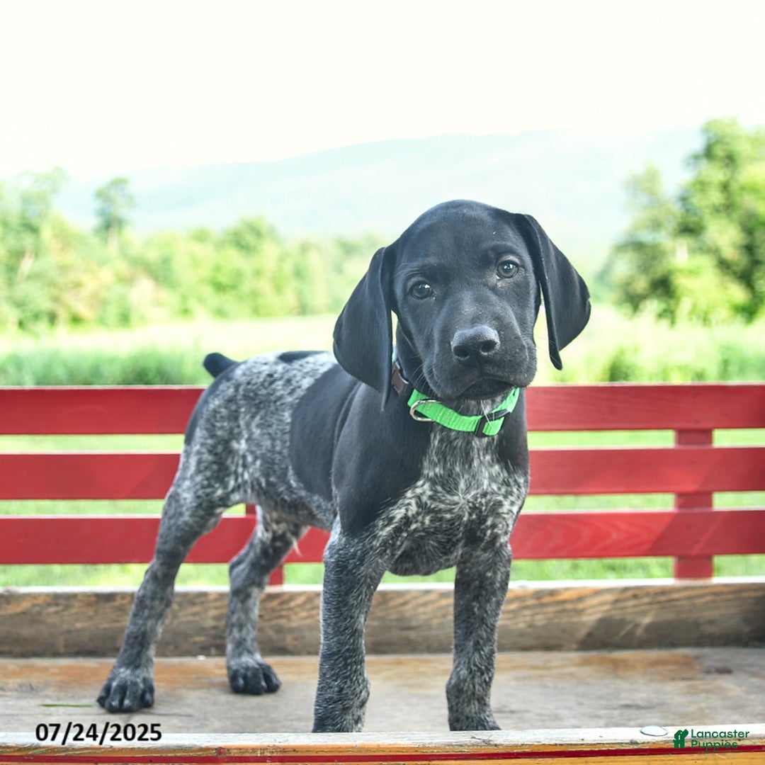 German Shorthaired Pointer dogs for sale: Hunter - Image 2