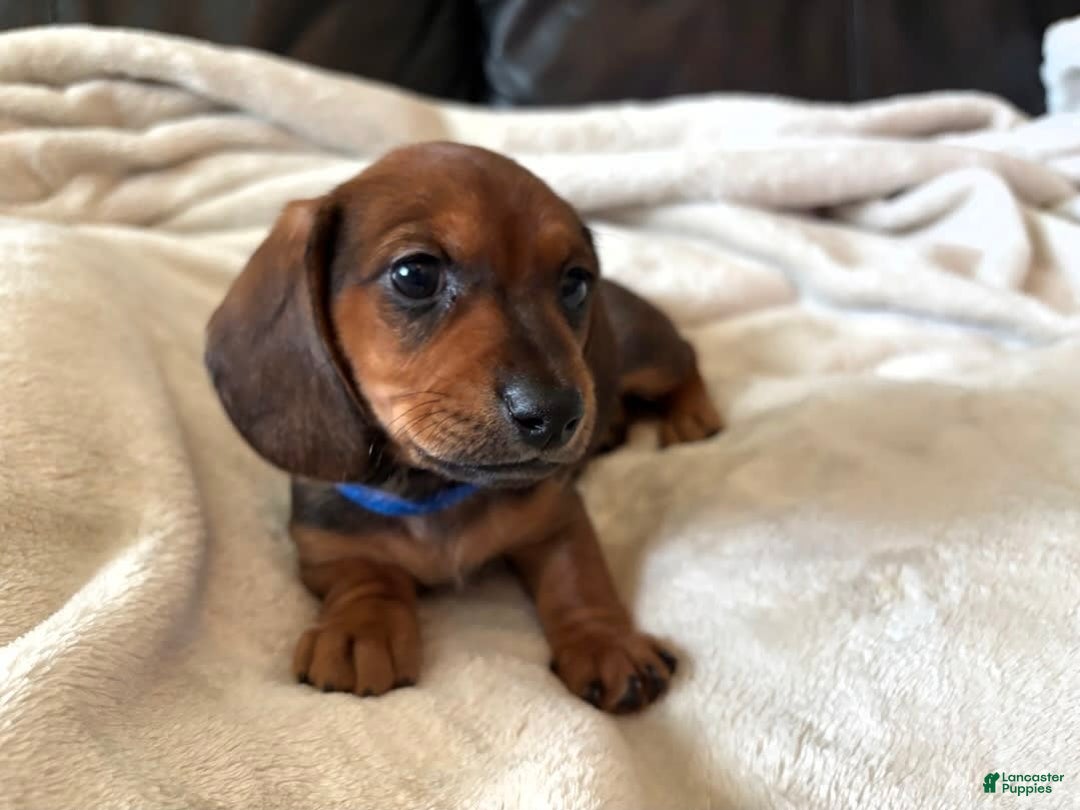 Miniature Dachshund dogs for sale: Blue - Image 1