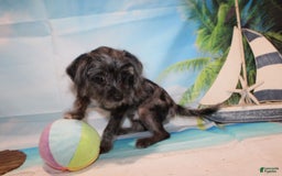 Schnoodle dogs for sale: Galaxy - Image 10
