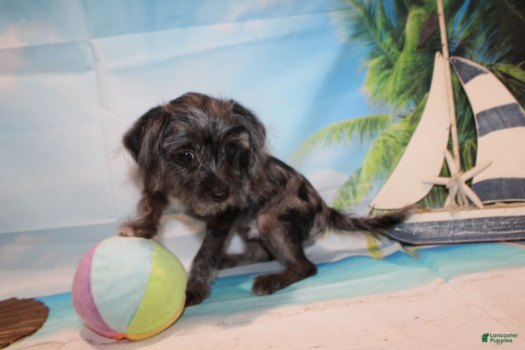 Schnoodle dogs for sale: Galaxy - Image 10