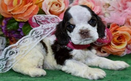 Cocker Spaniel dogs for sale: Bellachocolatetanparticockerpuppy - Image 8