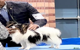 Papillon dogs for sale: Ch. Olimpia X Wilder - Image 4
