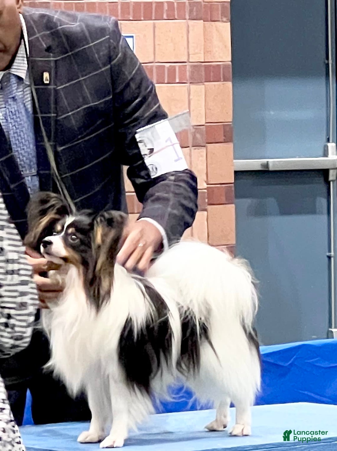 Papillon dogs for sale: Ch. Olimpia X Wilder - Image 4