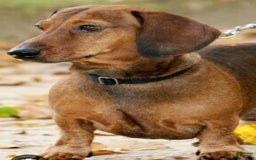Dachshund dogs for sale: Midnight - Image 5